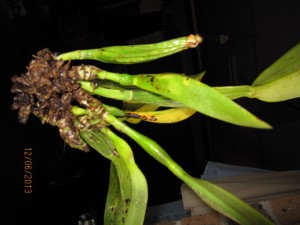 Cattleya No Roots