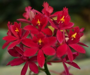 En begivenhed Stor eg Autonom Epidendrum Orchid Care | OrchidsMadeEasy.com