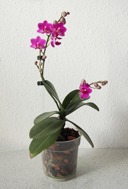 multiple bloom stems orchid phalaenopsis orchidsmadeeasy hybride pink hi