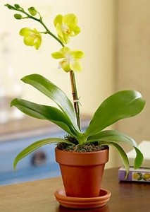 Orchids Care