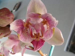 Peloric Orchid