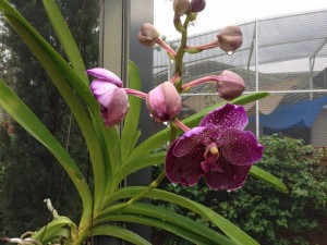 Using worm tea and worm castings on orchids