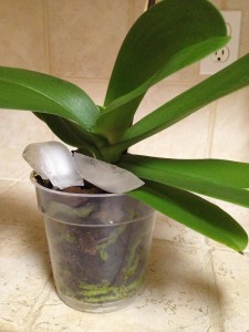 Watering Orchids with Ice Phalaenopsis Orchids Care