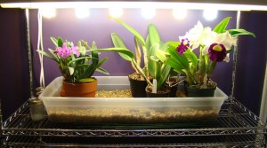 What are the requirements for growing orchids indoors?