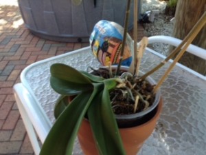 orchid growing sideways