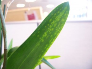 orchid leaf spots