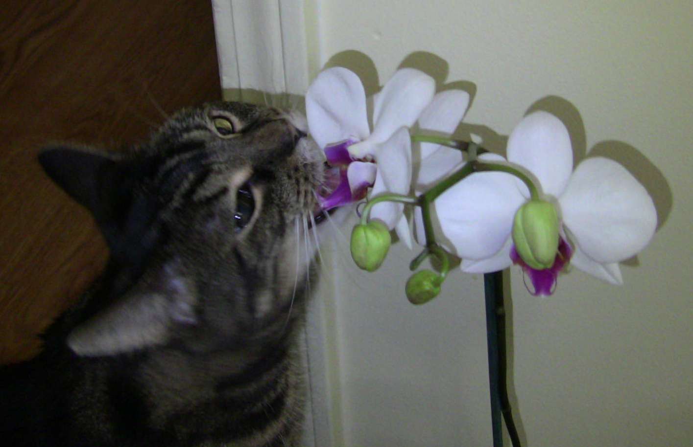 Are Orchids Poisonous To Animals?