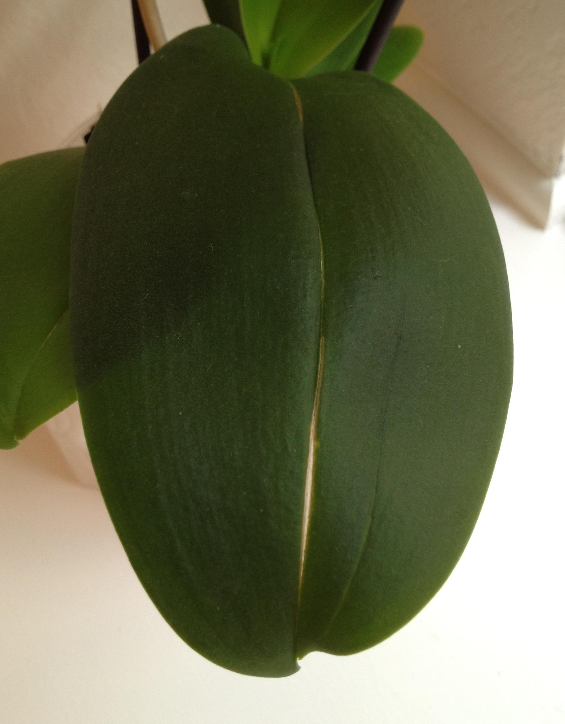 Why Are Your Orchid Leaves Splitting?