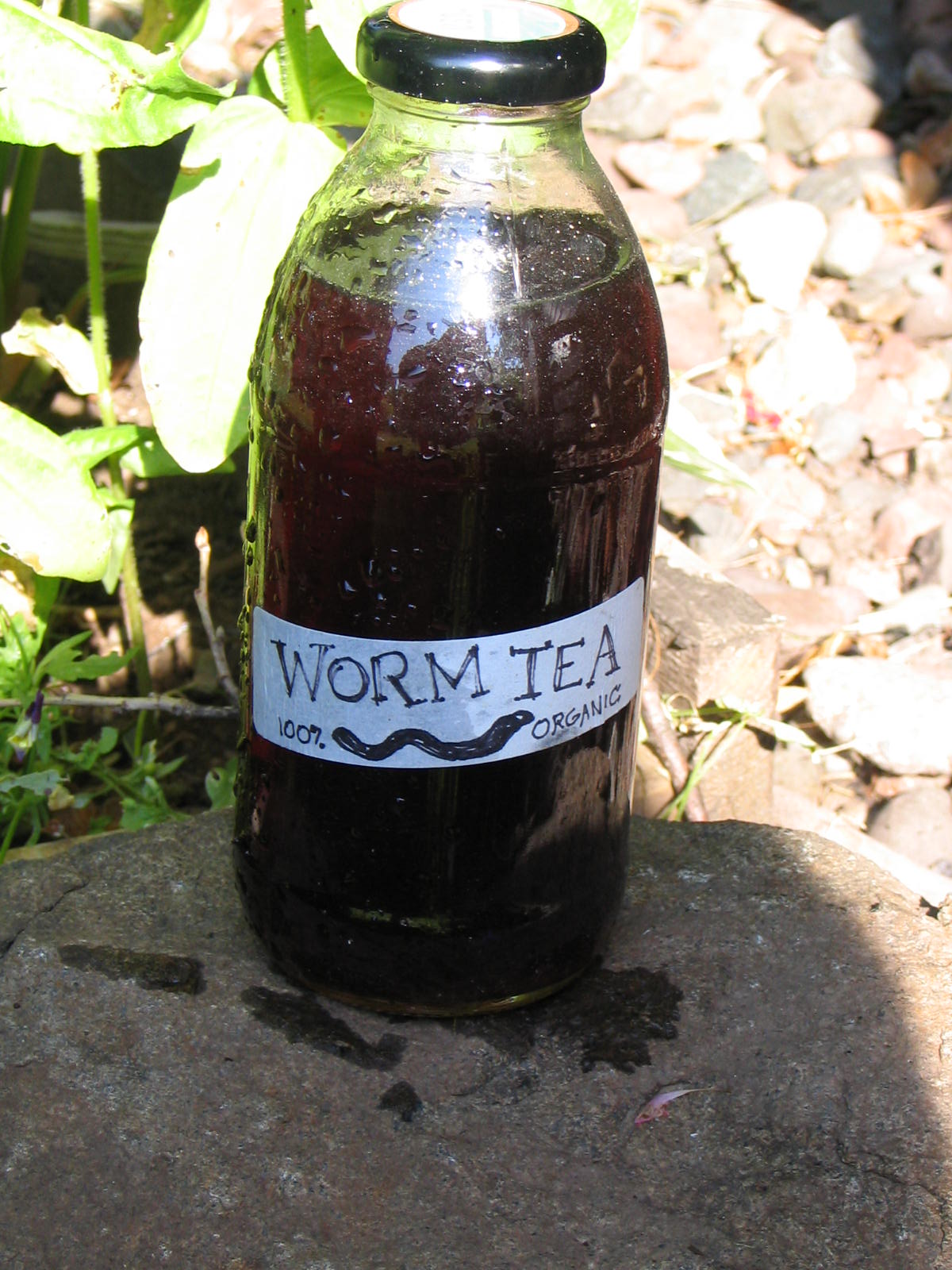 Worm Tea And Orchids I Orchidsmadeeasy Com